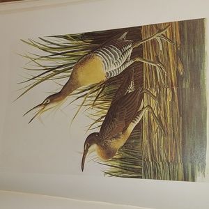 Clapper Rail, Plate 134. John James Audubon